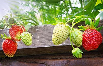 《鱿鱼游戏》热潮带动《罗布乐思》出现大量小游戏